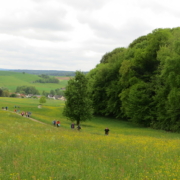 Mai Wanderung Odenwald